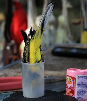 כמו MRI. נחליאלי צהוב בשקילה. צילום: יעקב שקולניק