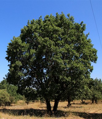 אלון התולע בצד השביל. צילום: יעקב שקולניק