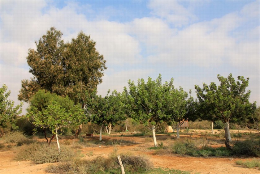 בוסתן הנסיך הקטן. צילום: יעקב שקולניק