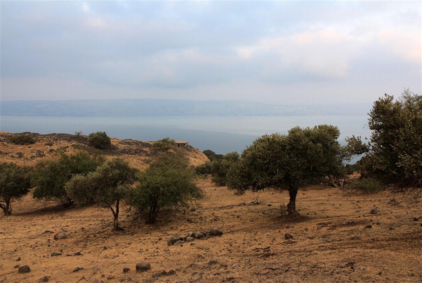 כרם זיתים מעל בני יהודה הישנה. באופק - הכנרת. צילום: יעקב שקולניק