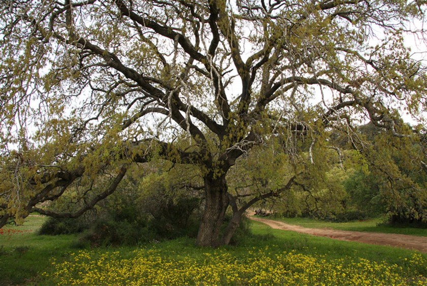 אלון תבור. צילום: יעקב שקולניק