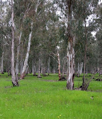 יער חדרה בחורף. צילום: יעקב שקולניק