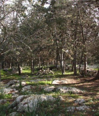 נוף ביער אלעד. צילום: יעקב שקולניק