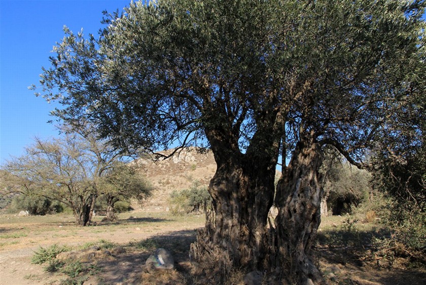 עץ זית קשיש. צילום: יעקב שקולניק