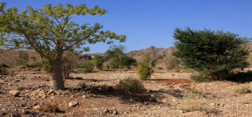 מראה כללי. צילום: יעקב שקולניק