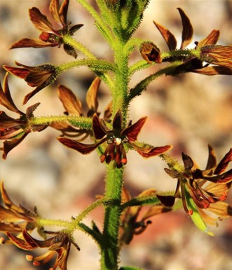באשן תמים. צילום: יעקב שקולניק
