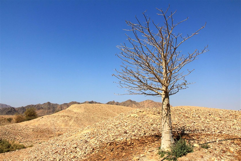 עץ באובב. צילום: יעקב שקולניק
