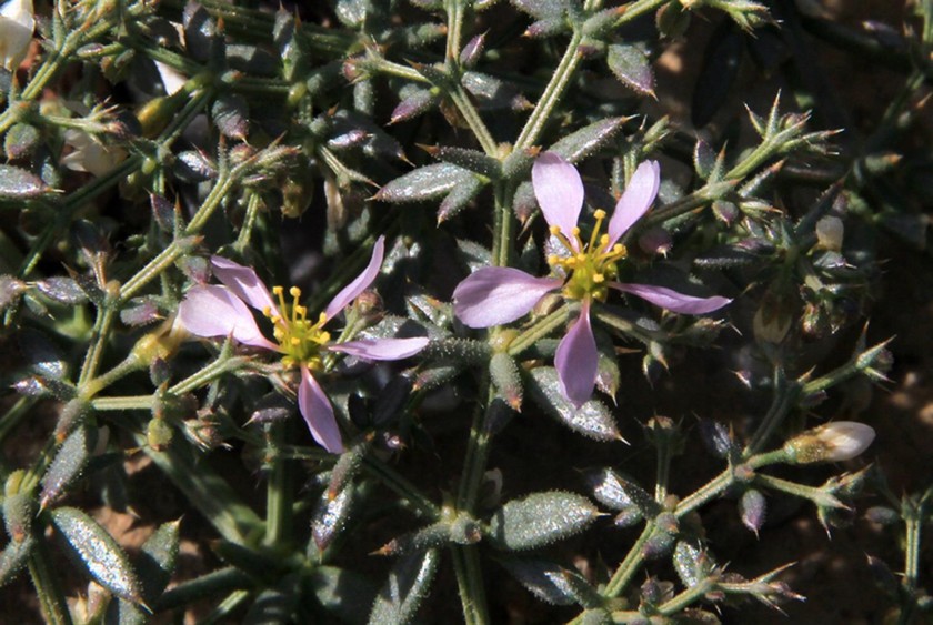 פגוניה קטנת פרחים. צילום: יעקב שקולניק