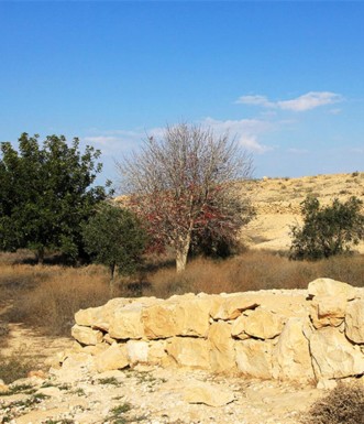 עצים ב"חווה הנבטית". צילום: יעקב שקולניק