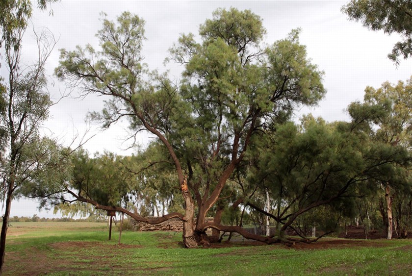אשל הפרקים הסמוך לחניון. צילום: יעקב שקולניק