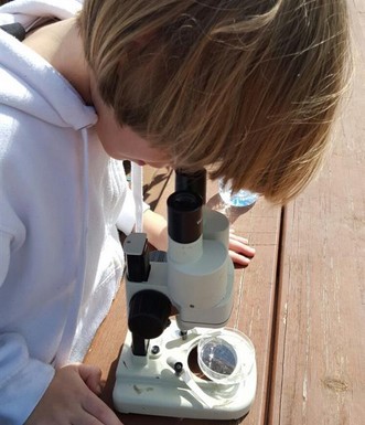 תלמידי כפר סילבר עורכים דגימות במי הברכה ולומדים על החי והצומח. צילום: מירית, החברה להגנת הטבע, בית ספר שדה שקמים