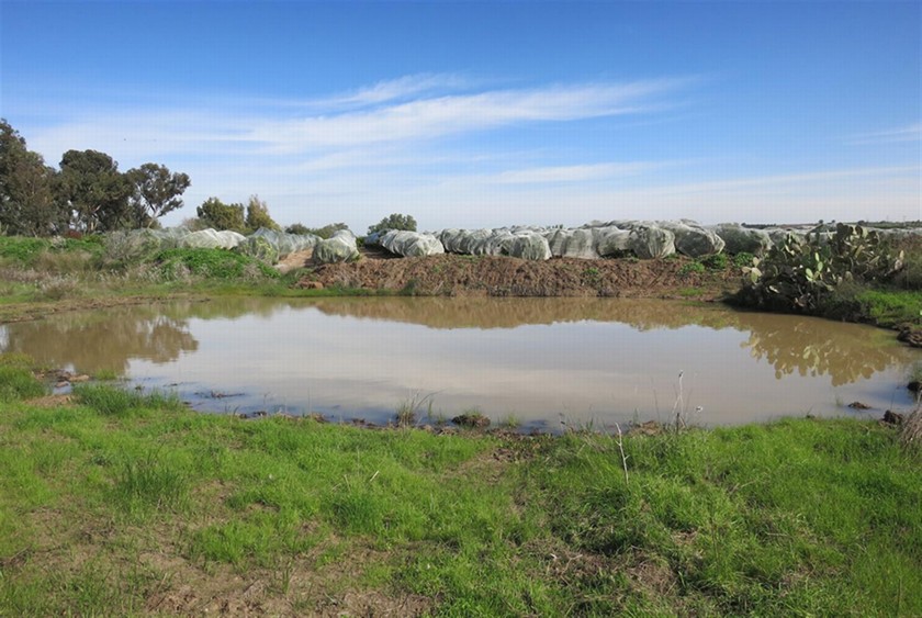 שלולית החורף לאחר השיקום. צילום: שרה אוחיון