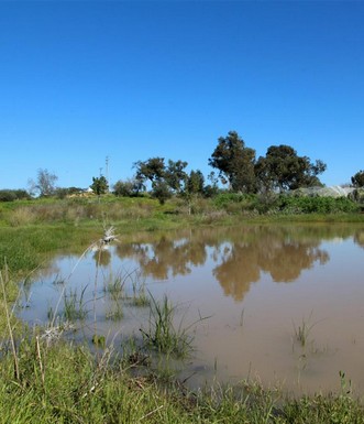 שלולית החורף לאחר השיקום. צילום: יעקב שקולניק