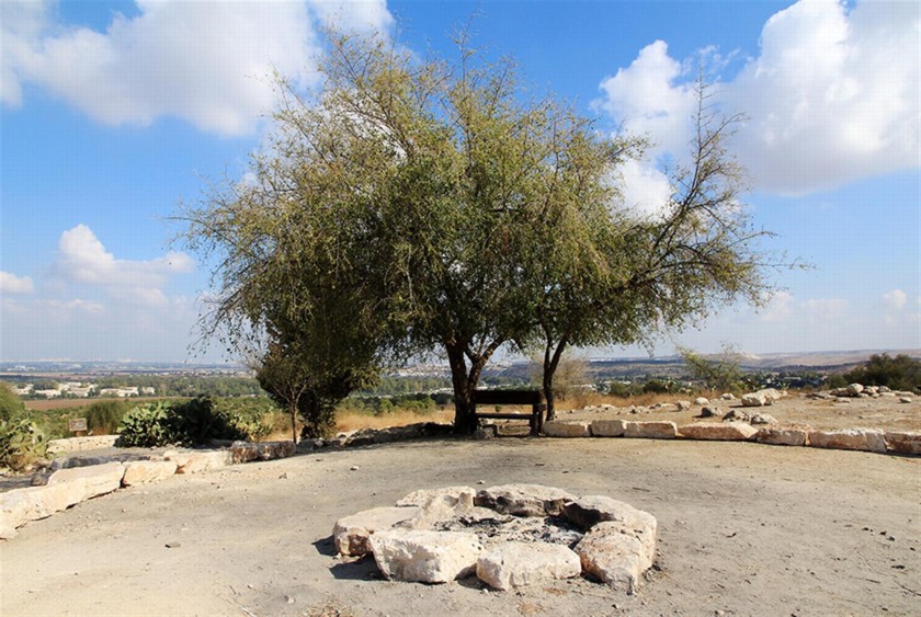 השיזף שבראש התל. צילום: יעקב שקולניק