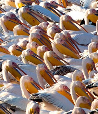 שקנאים באגמון החולה קק"ל. צילום: תומאס קרומנקר