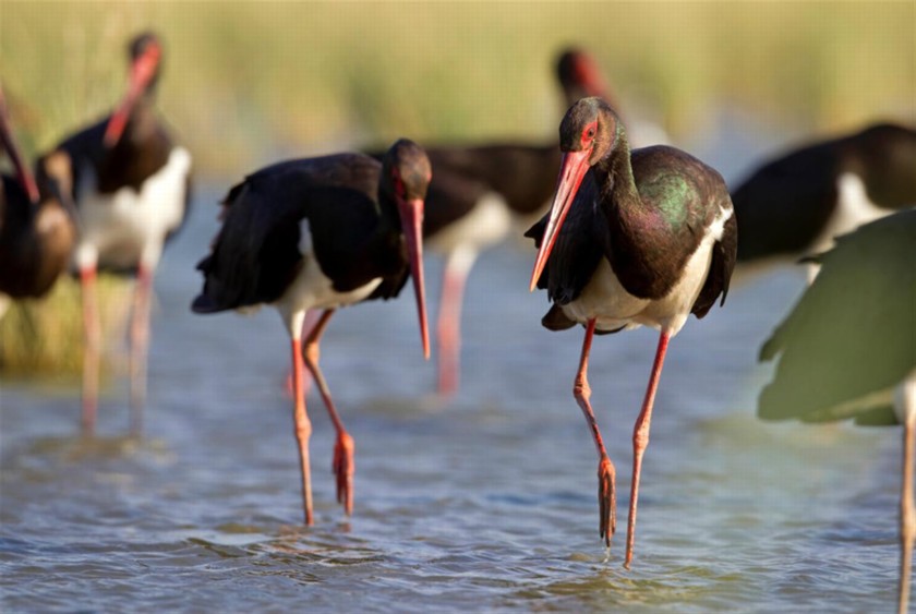 חסידות שחורות באגמון החולה קק"ל. צילום: תומאס קרומנקר