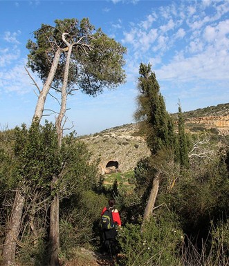 אורנים שנעקרו בחורף. צילום: יעקב שקולניק