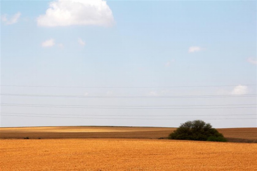 שדה קצור ליד דרך הנוף. צילום: יעקב שקולניק
