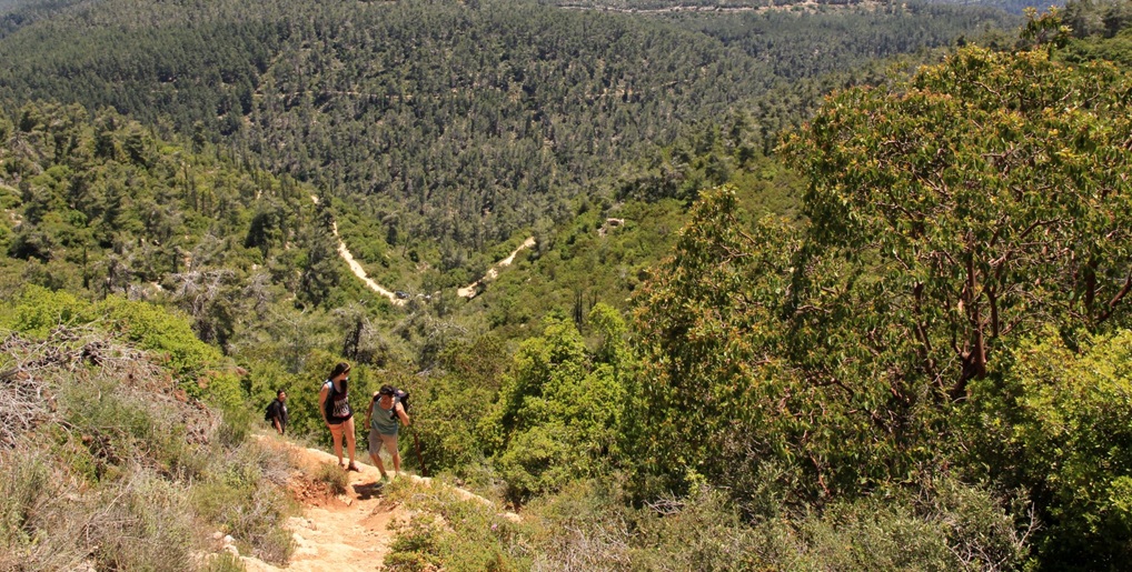 השביל משקיף על יער סטף. צילום: יעקב שקולניק, ארכיון הצילומים של קק"ל