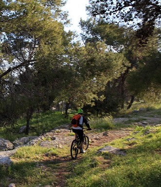 רוכבי אופניים ביער אלעד. צילום: יעקב שקולניק