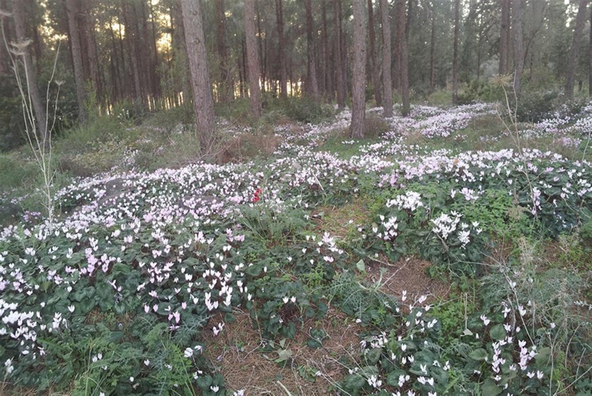 שביל הרקפות בתחילת מארס 2015. צילום: אהובה גובאני