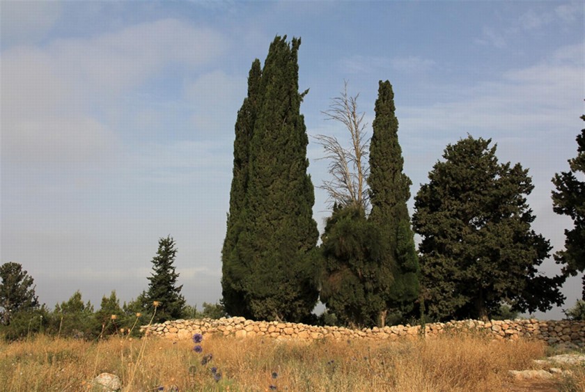 עצי ברוש בגבעת הברושים. צילום: יעקב שקולניק
