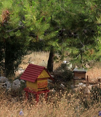 כוורות במיזם להשבת דבורים. צילום: יעקב שקולניק