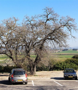 אלון התבור בחניית בית הקברות קרית טבעון השומרים. צילום: יעקב שקולניק