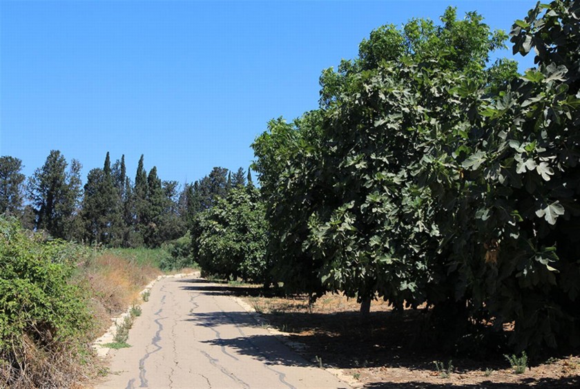 בוסתן עצי תאנה בצד שביל נחל. צילום: יעקב שקולניק