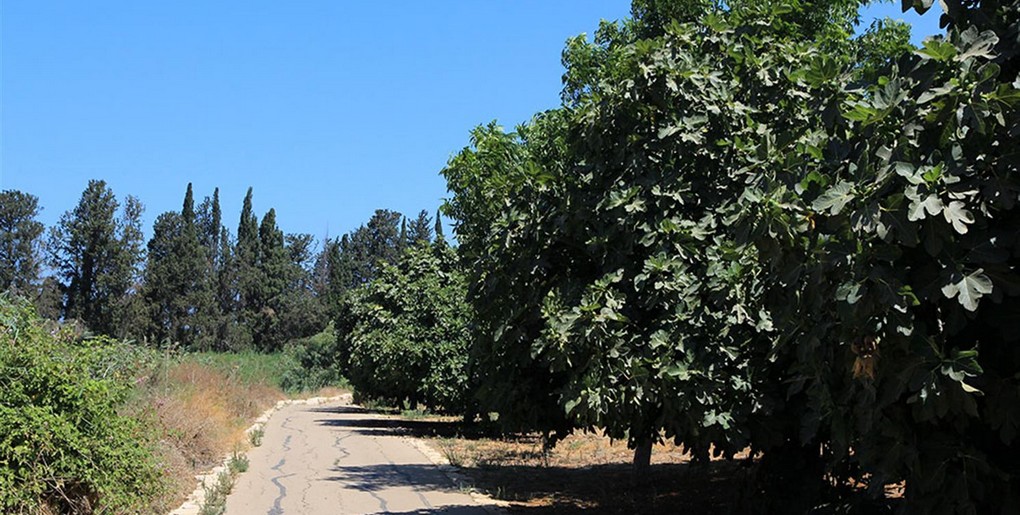 מסלול נחל אלכסנדר: מפארק איטליה לפארק צבי הנחל