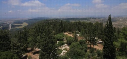 יער אחיהוד, מראה כללי. צילום: יעקב שקולניק