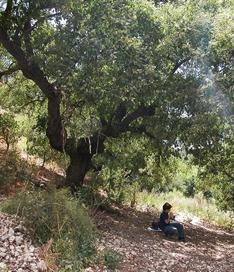 מדרון בצל עצי אלון התבור. צילום: יעקב שקולניק