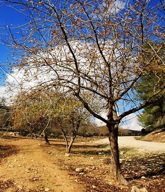 אלת בוטנה (פיסטוק) בשלכת. צילום: יעקב שקולניק