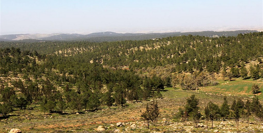 מסלול יער יתיר. צילום: יעקב שקולניק