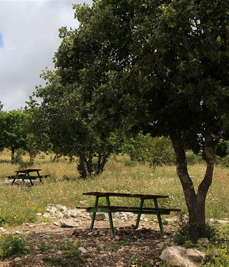 חניון חגית באביב. צילום: יעקב שקולניק