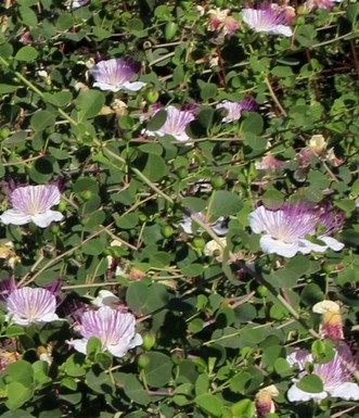 צלף קוצני. מצמחי יער אשתאול. צילום: יעקב שקולניק