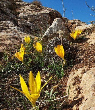 ריכוז של חלמונית גדולה. צילום: יעקב שקולניק
