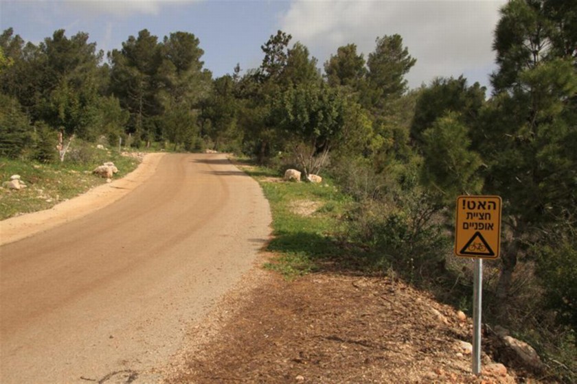 דרך הנוף ביער בית קשת עבירה לכל רכב. צילום: יעקב שקולניק