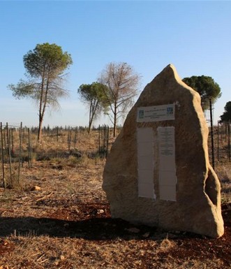 חלקת יער חדשה באדיבות הנוצרים האוונגליסטים בבלגיה. צילום: יעקב שקולניק