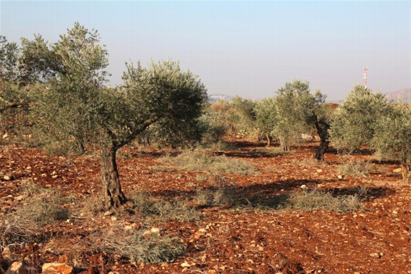 כרם זיתים לצד הדרך. צילום: יעקב שקולניק