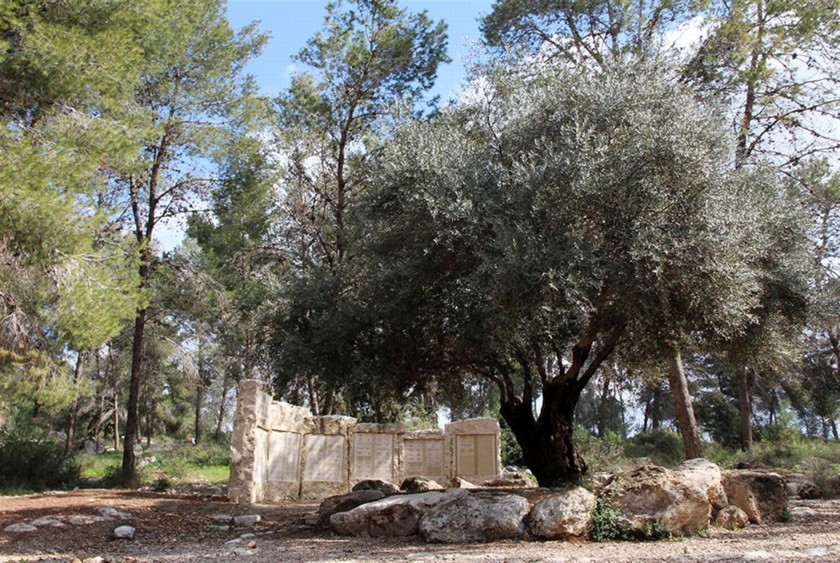 עץ הזית ביער ברזיל. צילום: יעקב שקולניק