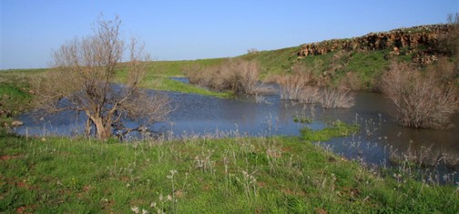 שלולית חורף במישור שממזרח לנחל סמך. צילום: יעקב שקולניק