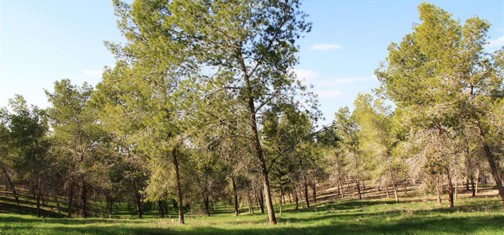 מראה יער דבירה ליד חורבת מגדלית. צילום: יעקב שקולניק