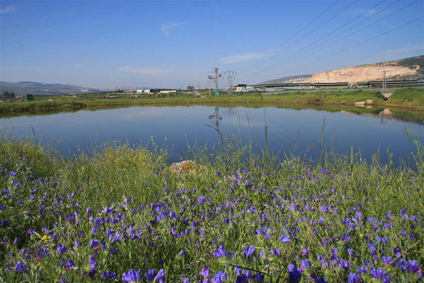 שמורת טבע בריכת משכנה בשולי יער לביא. צילום: יעקב שקולניק