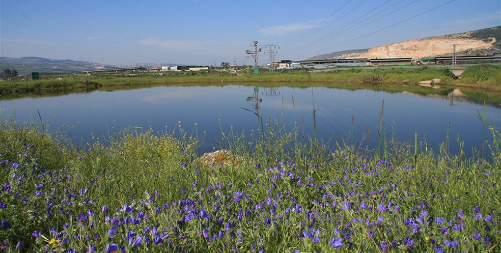 מסלול טיול ביער לביא. צילום: יעקב שקולניק