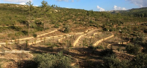 אחרי השריפה הגדולה בכרמל. טרסות עתיקות שזכו לשיקום. צילום: יעקב שקולניק