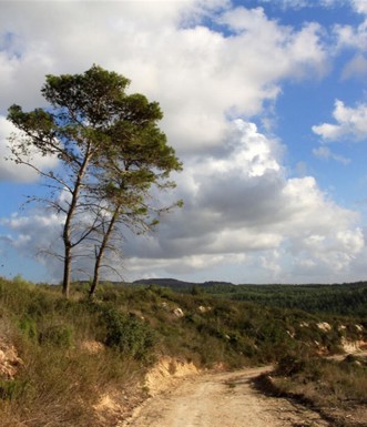 שני עצי אורן ששרדו מהשריפה הגדולה. צילום: יעקב שקולניק