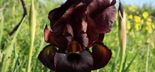 אירוס הארגמן. צילום: יעקב שקולניק