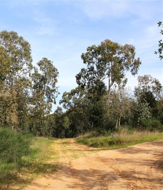 עץ אלון התבור שנטעה קק"ל בצד הדרך. צילום: יעקב שקולניק