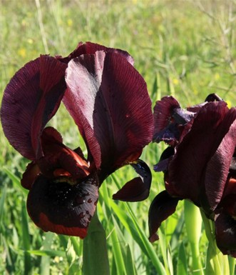 אירוס הארגמן. צילום: יעקב שקולניק